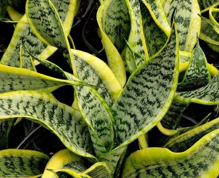 1384232061_plants5
