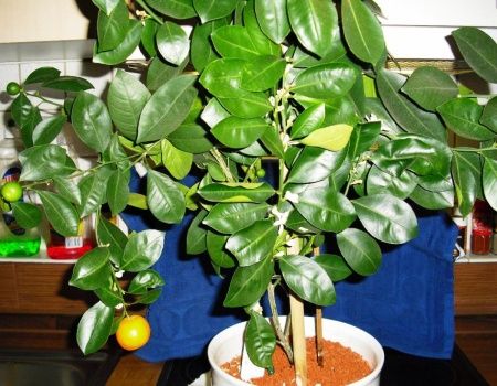 1384232102_plants3