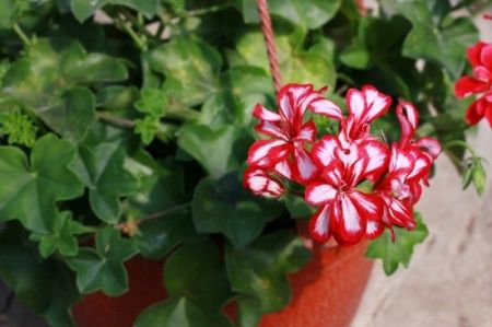 1384232143_plants2