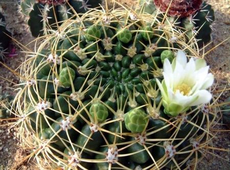 1384232146_plants6