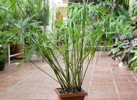 1384232151_plants4