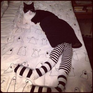 cat-in-tights