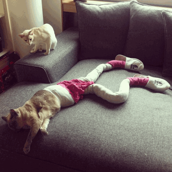 cat-in-tights