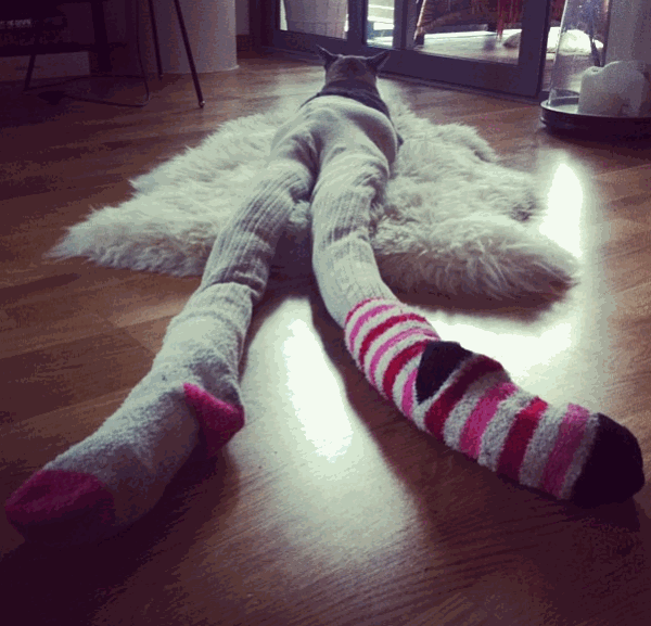 cat-in-tights_1