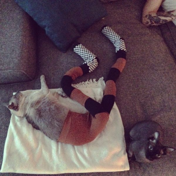 cat-in-tights_11
