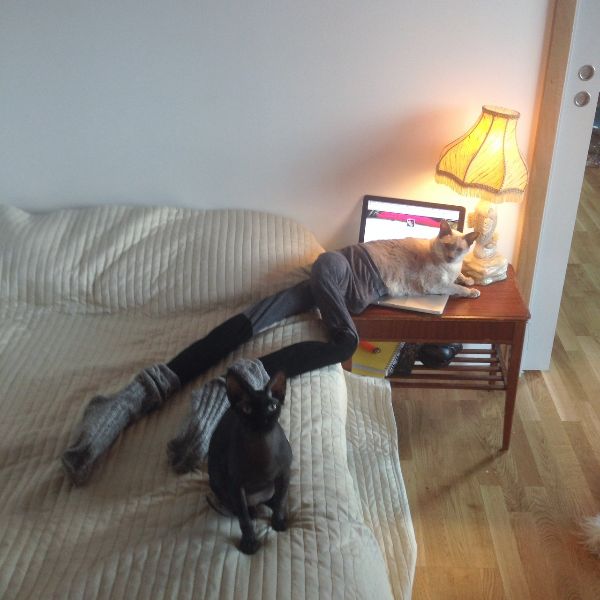 cat-in-tights_2