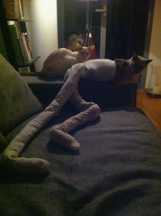 cat-in-tights_4