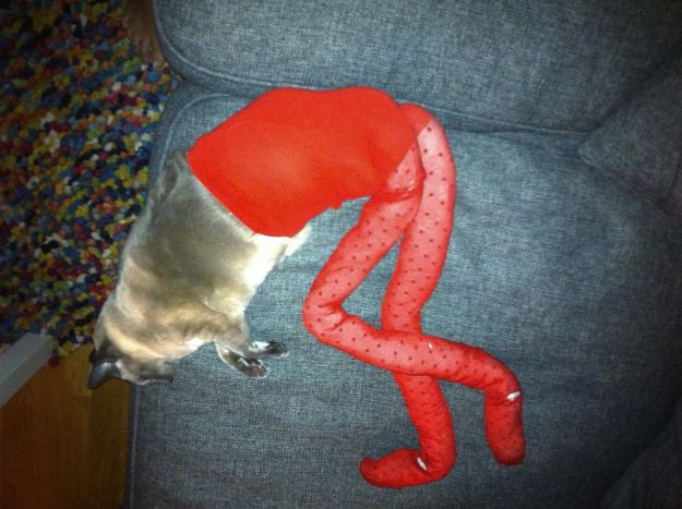 cat-in-tights_5