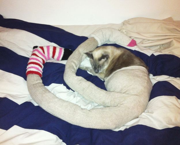 cat-in-tights_6