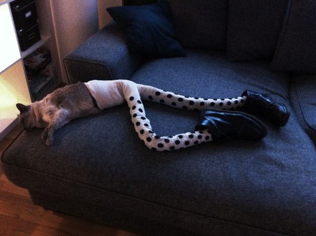 cat-in-tights_7