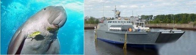 officeplankton.com.ua -01.12.2013-1-RUSSIAN ORUJIE-12