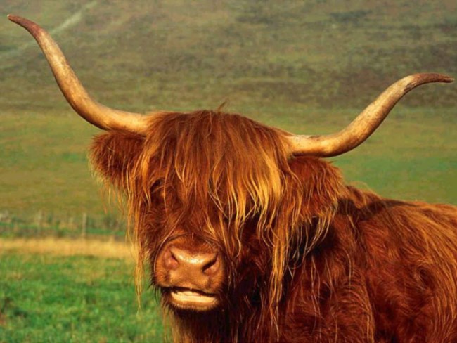 yak