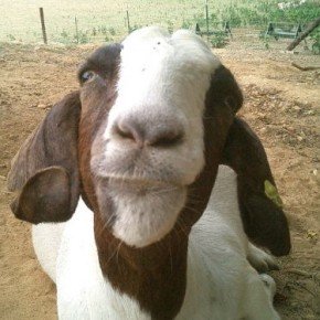 Клипы GOAT EDITION
