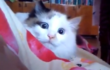 Классная подборка кошачих приколов. Как будто про вашего кота сняли видео :)