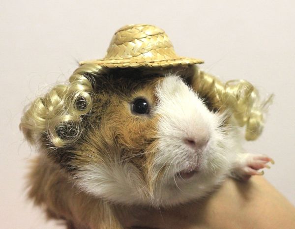 Последние тренды в мире моды морских свинок от Guinea Pig Fashion