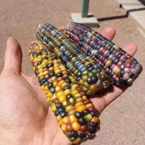 Самая необычная кукуруза в мире