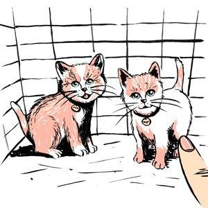 Что происходит с животными, которых не продали в зоомагазине?
